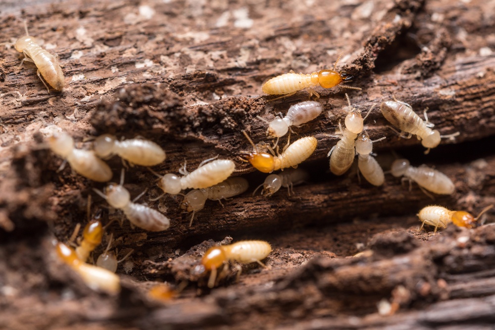 termites-3